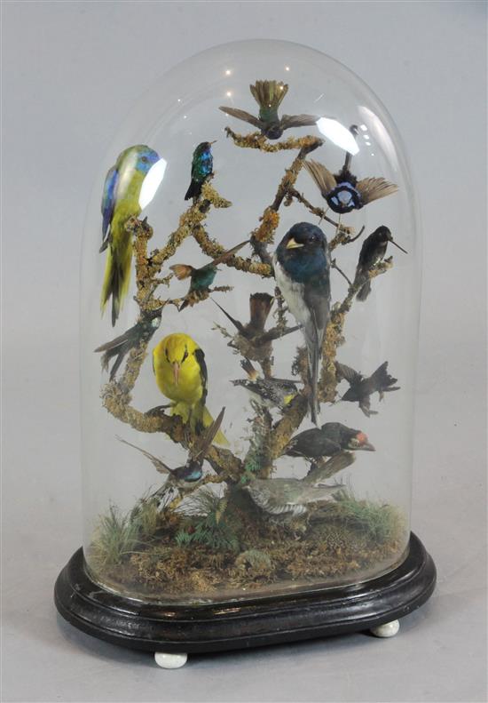 A Victorian taxidermic display of South American birds, overall height 2ft